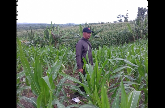 Sukamto, saat berada di sebuah ladang jagung.