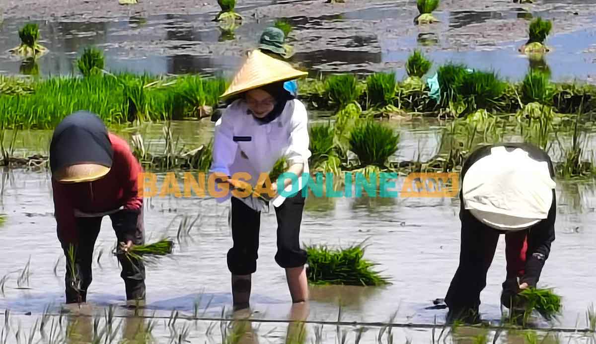 Wali Kota Kediri saat ikut menanam padi bersama petani. Foto: MUJI HARJITA/BANGSAONLINE
