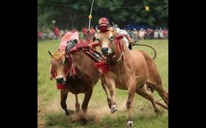 Kerapan sapi.