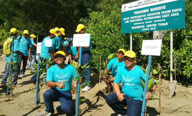 JOB PPEJ Tanam 2000 Pohon Mangrove di Pantai Jenu, Tuban
