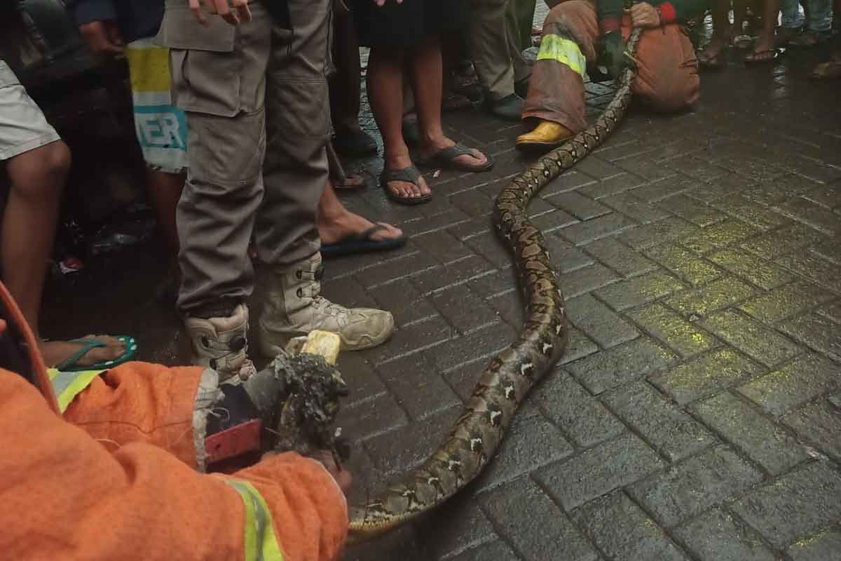 Ular sepanjang 2,9 meter ditemukan di selokan rumah warga di Petemon Kuburan, Sawahan, Surabaya.