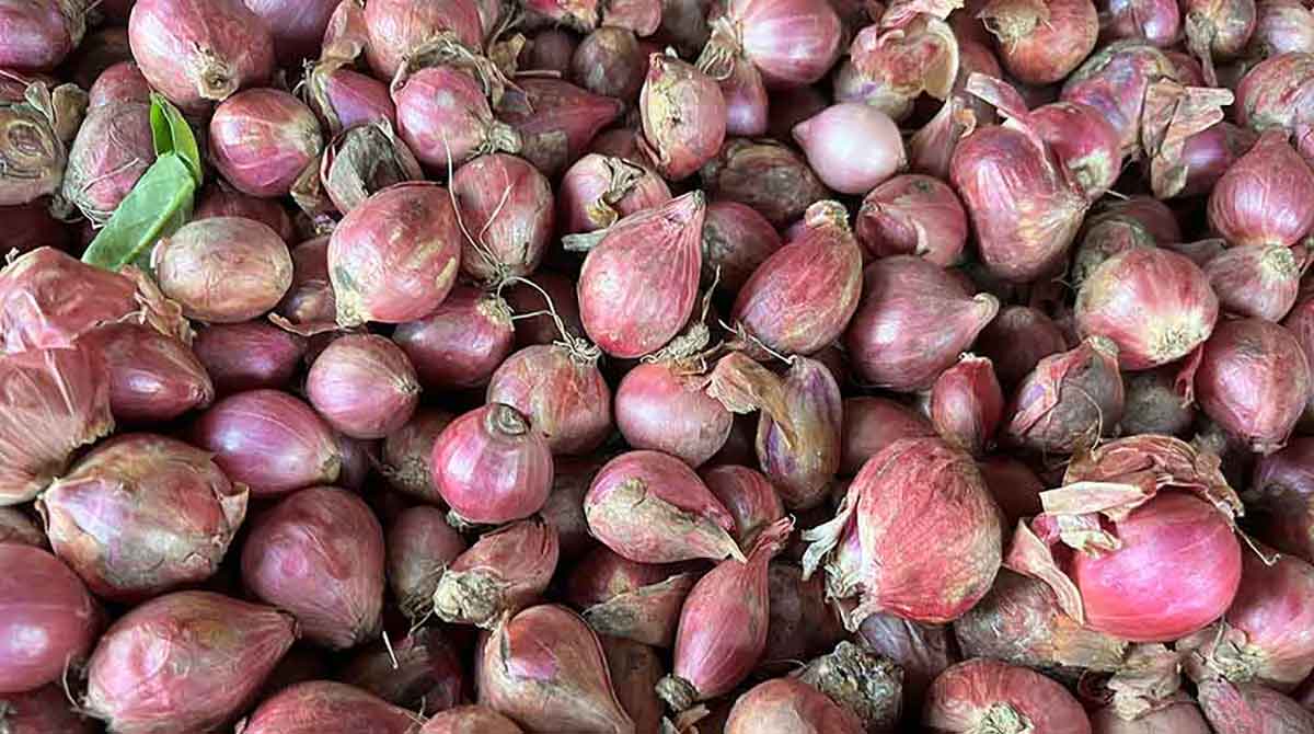 Bawang Merah Mentah Turunkan Gula Darah dan Jaga Jantung, Berikut Pelbagai Manfaatnya