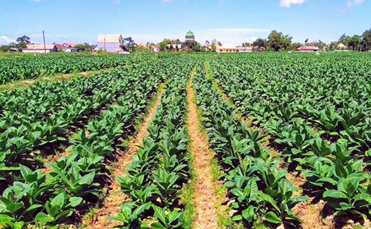 Petani Tembakau di Pamekasan Sudah Panen, Tetapi Gudang Tembakau Belum Buka