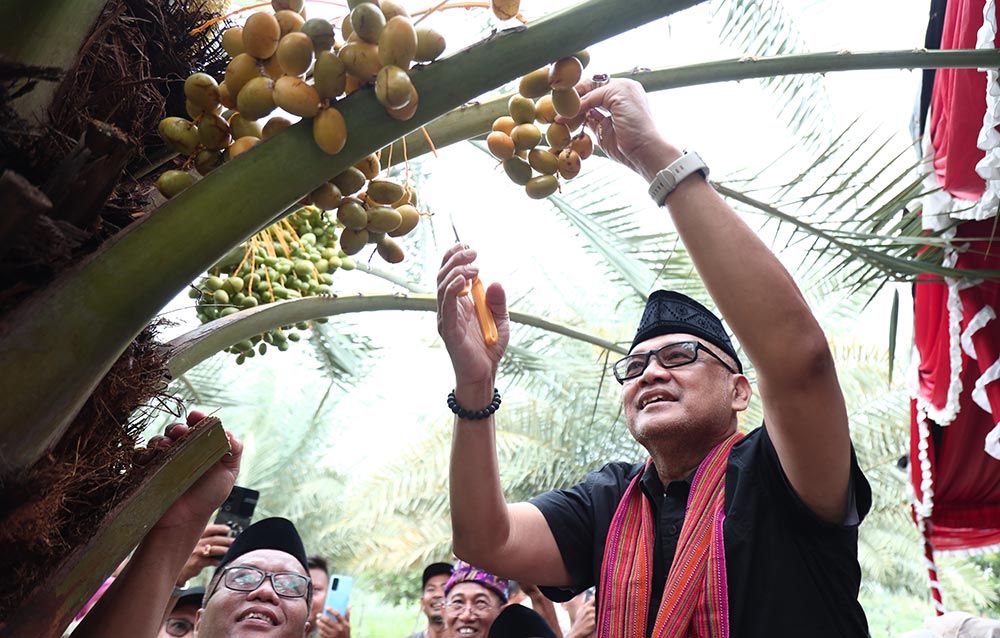 Menteri Haji dan Umrah RI, Mochamad Irfan Yusuf (Gus Irfan), memetik kurma saat kunjungan di Kebun Kurma Jugil Gangga, Lombok Utara, Nusa Tenggara Barat (NTB) pada Sabtu (17/1/2026). Foto: Dok. Kemenhaj RI