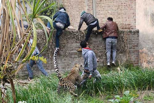 Masuk Kampung, Macan Tutul Cakar Enam Orang