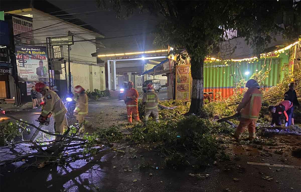 Akar Lapuk, Pohon Akasia Tua Tumbang di Kota Batu