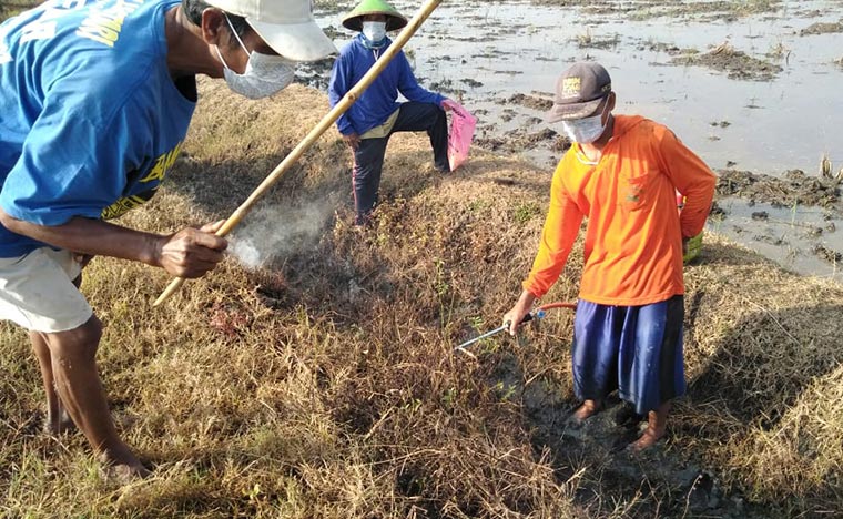 Polsek Kedunggalar Awasi Protokol Kesehatan Saat Warga Gropyokan Tikus