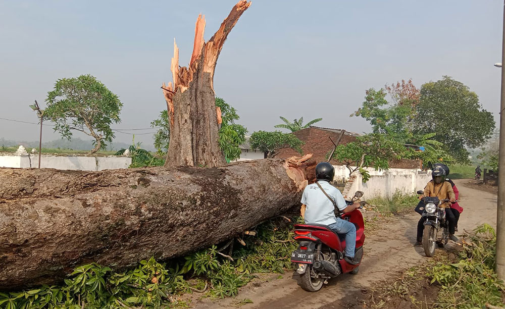 Sebuah pohon berdiameter lebih dari 2 meter di Desa Durung Banjar tumbang akibat diterjang puting beliung.