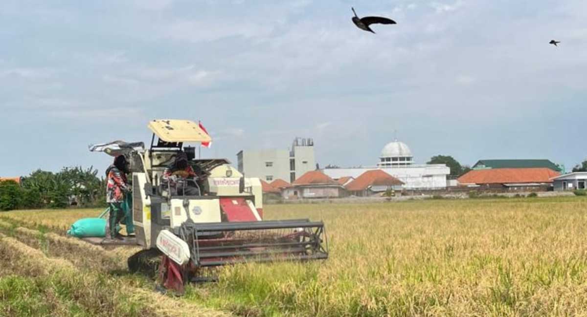 Petani saat memanen padi menggunakan mesin Combine Hervester. Foto: Ist