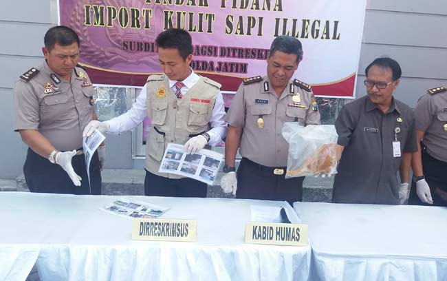 Polisi menunjukkan barang bukti kulit sapi ilegal asal Italia.