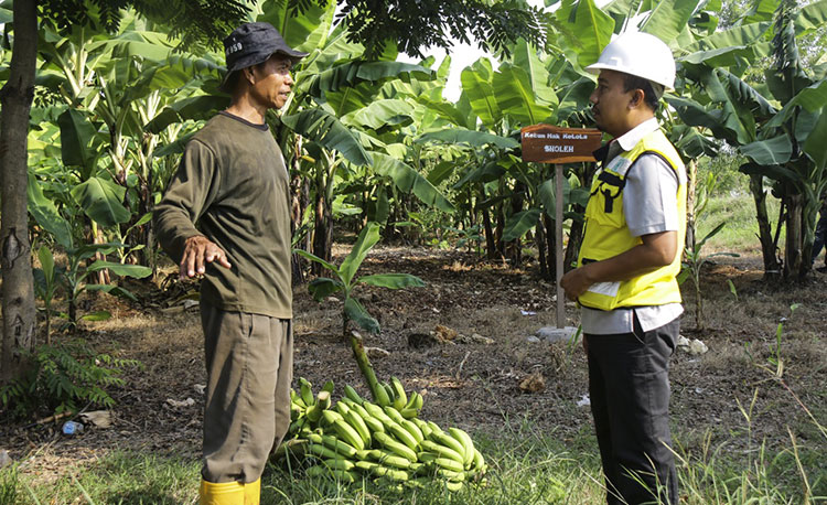 Wihadi, Petani Green Belt Binaan SIG di lahan kebun pisang. (foto: ist.)