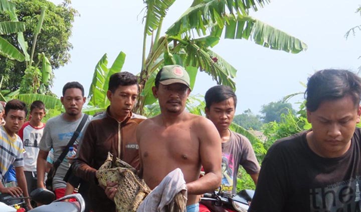 Warga beramai-ramai membawa buaya yang berhasil mereka tangkap.