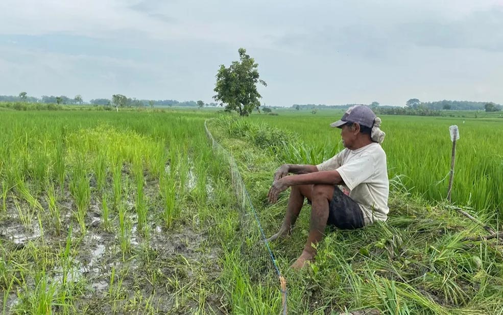 Seorang petani di Bojonegoro sedang memandangi padi yang baru ditanamnya.
