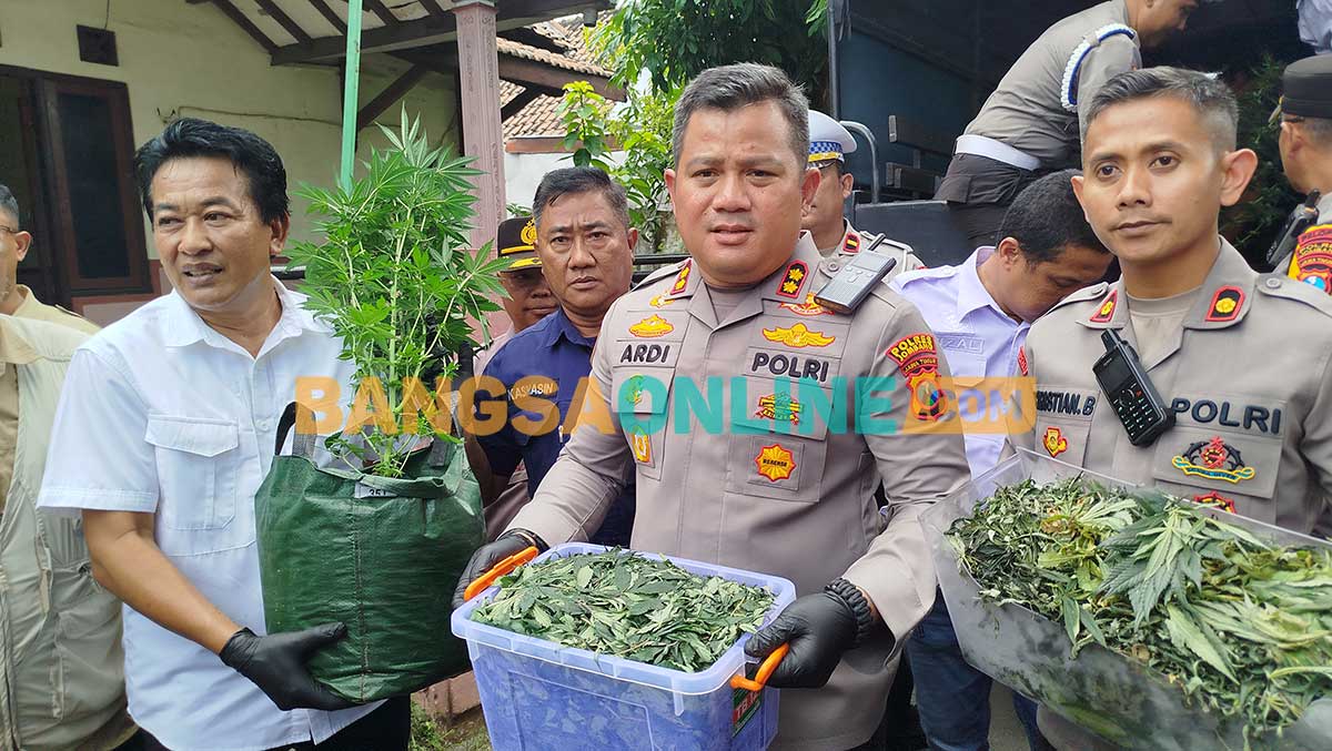 Kapolres Jombang, AKBP Ardi Kurniawan, di lokasi penanaman ganja. Foto: AAN AMRULLOH/BANGSAONLINE