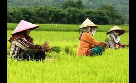 Ibu-ibu sedang daut (mencabut) padi untuk ditanam songsong musim tanam.foto: syuhud/bangsaonline.