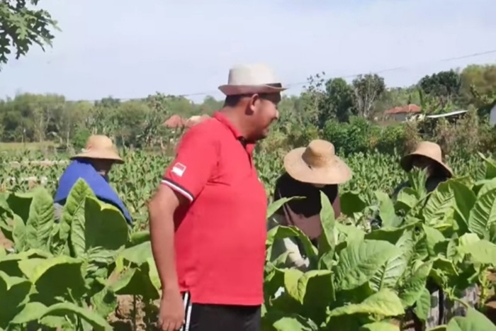 Bupati Sumenep Achmad Fauzi melihat para petani tembakau sedang bekerja.