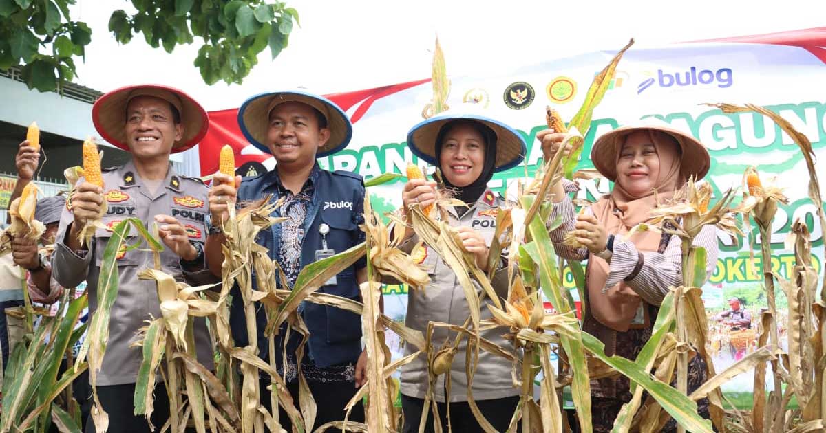 Panen raya jagung di Kota Mojokerto.

