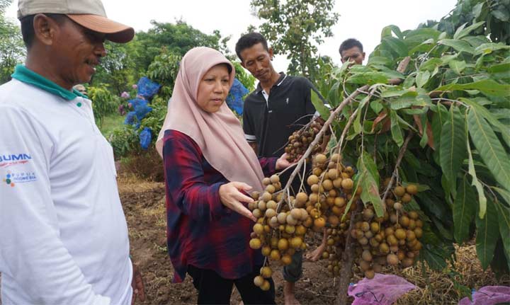 Direktur Buah dan Florikultural Kementan RI, Ir. Sri Wijayanti Yusuf saat menghadiri panen perdana buah kelengkeng di Tuban.