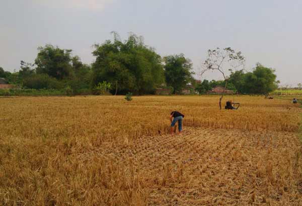 Kekeringan mulai melanda sebagaian pertanian diwilayah Kabupaten Kediri. (arif kurniawan/BANGSAONLINE)