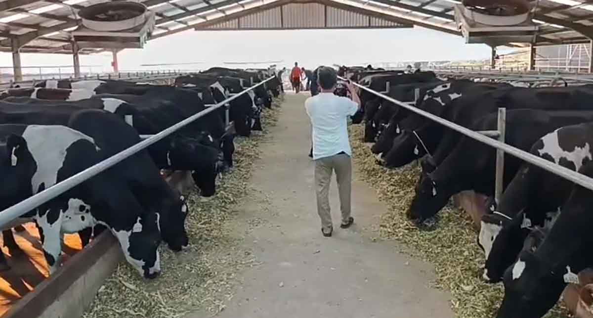 Peninjau yang dilakukan Evi Zaenal Abidin, peternak sapi asal Pasuruan.