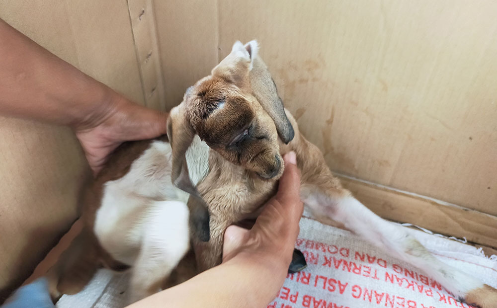 Kambing milik Siti (45) warga Lingkungan Tawangbrak Kelurahan Tawangsari, Kecamatan Garum, Kabupaten Blitar, yang lahir dengan satu mata.