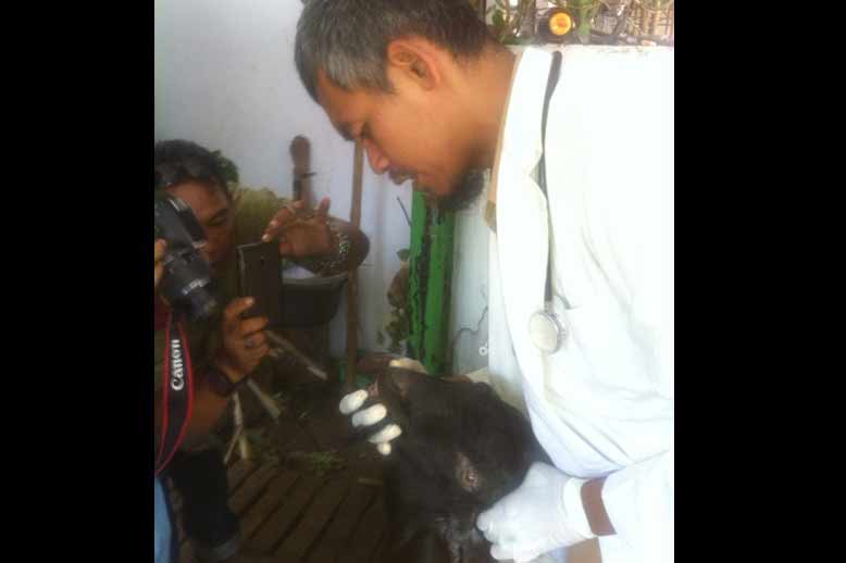 Petugas saat memeriksa kesehatan hewan kurban di sejumlah pedagang hewan kurban dadakan di Kota Kediri. foto: arif kurniawan/BANGSAONLINE