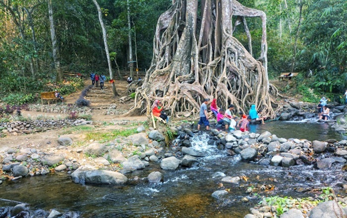 Para pengunjung sedang menikmati Wisata Alam Akar Seribu.