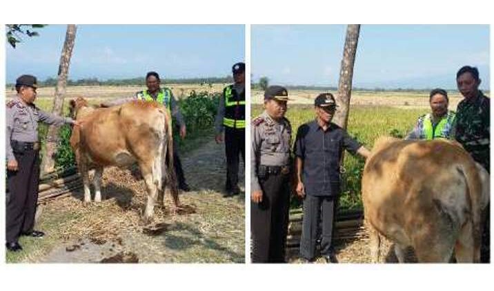 Sapi milik Sutomo yang hilang dan berhasil ditemukan polisi. (foto: soewandito/BANGSAONLINE)
