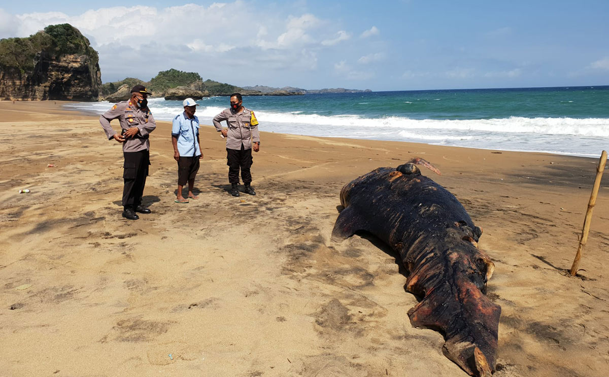 Kondisi hiu paus yang ditemukan terdampar di Pantai Jebring, Blitar.