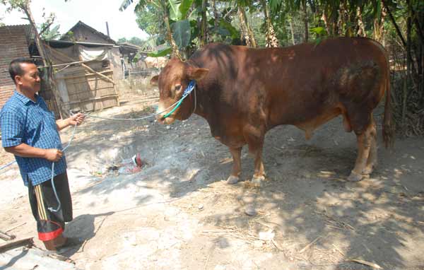 Sapi jenis limosin dengan bobot 1,3 Ton yang dibandrol Rp 80 juta di Dusun Bapang Desa Sumbermulyo Kecamatan Jogoroto. (foto: rony suhartomo/BANGSAONLINE)