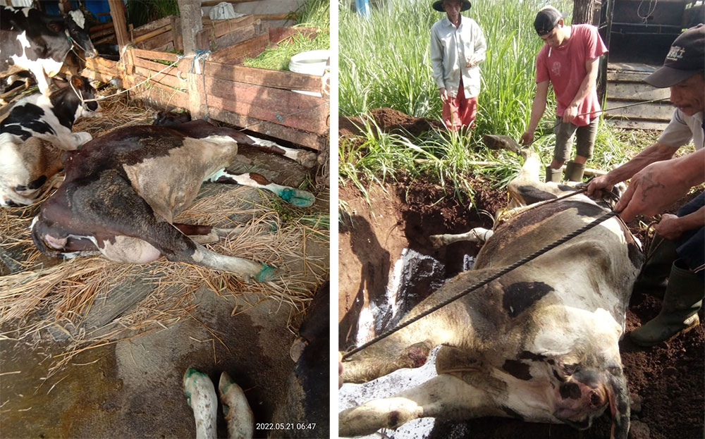 Satu per satu sapi milik peternak di Dusun Jeding mati dalam sepekan terakhir.