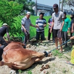 Aktivitas warga NU Gresik saat memotong hewan kurban. Foto: Ist