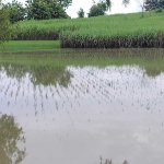 Salah satu petak sawah di Kabupaten Ngawi yang terdampak banjir luapan Sungai Bengawan Solo.