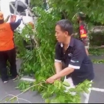 Petugas saat mengevakuasi pohon tumbang di Jalan Raya Nasional Pasuruan-Malang.