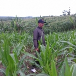 Sukamto, saat berada di sebuah ladang jagung.