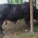 Sapi kurban kiriman Presiden Prabowo Subianto di Pondok Pesantren Amanatul Ummah Pacet Mojokerto Jawa Timur,  Selasa (26/6/2026). Foto: m mas