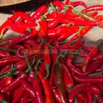 Cabai merah besar menjadi salah satu komoditas yang mengalami penurunan hari ini. Foto: Bangsaonline.