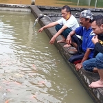 Taufik Irianto (tengah) dan dua penggemar ikan koi, saat memberi makan ikan koi di kolamnya di Dusun Nepen, Desa Krecek, Kecamatan Badas, Kabupaten Kediri. foto: MUJI HARJITA/ BANGSAONLINE