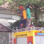 Petugas saat membasmi ulat bulu di Kelurahan Pakelan. foto: ist.