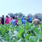 Petugas Penyuluh Disperta Gresik bersama petani saat melihat hasil budidaya tembakau jenis jinten. foto: SYUHUD/ BANGSAONLINE