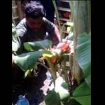 NYELENEH-Kadus Teguh Priyanto pamerkan pisang aneh milik warganya. (gunadhi/BANGSAONLINE)