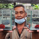Abdul Mutholib menunjukkan dua ikan cupang super red hasil budidayanya. foto: Muji Harjita/ bangsaonline.com