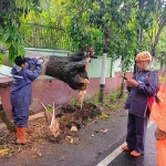 Pohon mindi setinggi 18 meter yang tumbang di Kota Batu akibat hujan dan angin kencang beberapa waktu belakangan