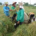 PANEN - Petani di Desa/Kecamatan Kanor, Bojonegoro melakukan panen padi, Jumat (2/1/2015). foto: Eky Nurhadi/BangsaOnline