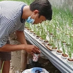 Muhammad Rouf Alwi dan tanaman bawang merahnya yang ditanam secara hidroponik. foto: kominfo