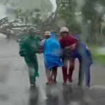 Warga sedang mengevakuasi pengendara motor yang tertimpa pohon di Kecamatan Plumpang.