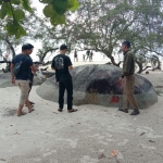 Pelajar Rayakan Kelulusan dengan Corat-Coret Batu Granit di Pantai Tanjung Tinggi Belitung. Foto: Ist