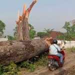 Sebuah pohon berdiameter lebih dari 2 meter di Desa Durung Banjar tumbang akibat diterjang puting beliung.