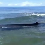 Mamalia paus terdampar di Bibir Pantai