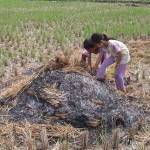 GAGAL PANEN - Akibat El Nino, sudah ribuan hektar sawah gagal panen.